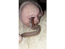 A Worm Enters My Cock And Comes Our !