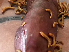 Meal Worms Eating Cock #1