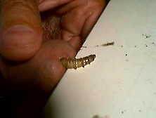 Horse Fly (Larva 50Mm)