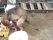 Cachorro Batendo Uma Punheta No Quintal