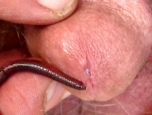 Worm Play And Stuffing My Pee Hole