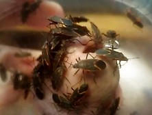 Box Elder Bugs Swarm My Cock