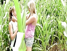 Open Corn Field Dyke Fantasy Action