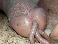 Four Worms In Cock