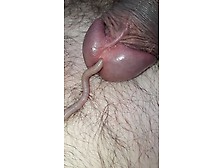 Worm Play In My Cock
