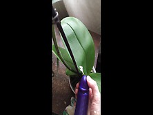 Real Orchid Gets Pounded By Fake Schlong! (W/fake Sperm Shot!)