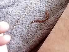 Worm In Warm Cock 3