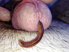 Worm In Warm Cock 6
