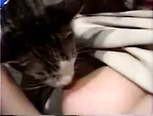 Asiantv Breastfeeding Cat!