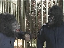 Mickey G.  Destroys Lola On The Planet Of The Apes Set