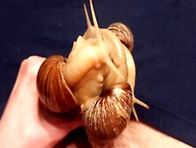 3 Giant Snails Stimulate My Glans And Make Me Cum