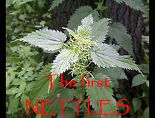 The First Nettles This Year