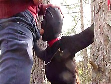Tied To A Tree On A Sexy Outfit Masked And Outdoor Deepthroat With No Mercy
