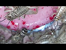 Crickets Feeding On Cock