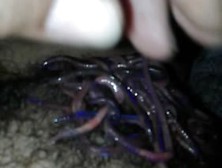 Tiger Worms Love My Cock And Balls