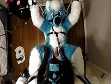 Subby Husky Murrsuiter Gets Pegged