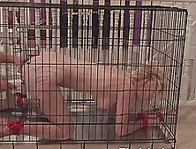 Rachael-Nipper Is In A Cage And The Only Way In Is Through Her Pussy