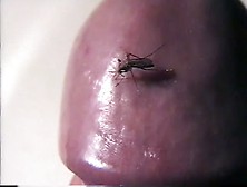 Mosquito Tube Search Videos Page