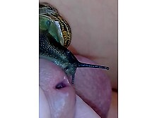 Snails On My Cock