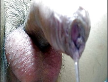 Close Up Precum Leaking In Toilet By Hand Free Orgasm Through Cock Ring And Vibrator