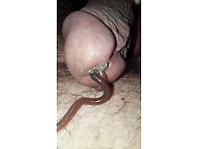 Worms Explore My Cock