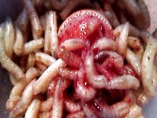 Maggots Achieve A Good Hole By Eating Into Cock