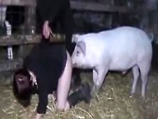 Mulher Transa Com Porco Video De Zoofilia