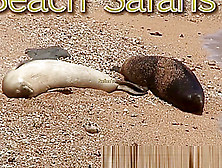 Rafian Beach Safaris 22 Hd