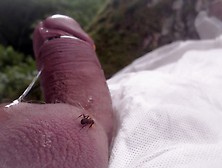 Ant On Cock And Balls