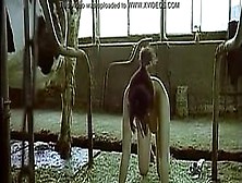 Asian Woman Pretending To Be A Cow Milked Him As A Man Tits 2