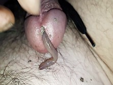 1 Worm Inside My Cock,  Try Another One !