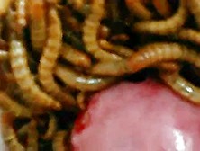 Mealworms From Creature Comforts