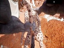 Wild Life / New Gulhragg With The Cheetah Sluts