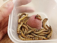 Superworms Fight For The Pisshole