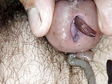 Worm Crawl Out And Go Back In Cock