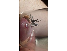 Black Widow Spider Eats Cock Head 12