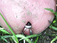 Dreckschwanz Spielt Mit Ameisen