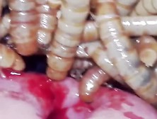 Vintage Alberigo Hunger Mealworms