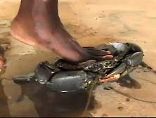 Barefoot Big Crab