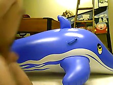 Mating Inflatable Blue Whale 2