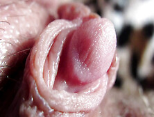 Extreme Closeup Pulsating Huge Clitoris Full Video