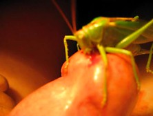 Grasshopper- Sudden Spurt Of Blood In 1:9 Min