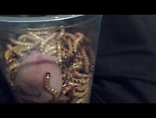 Morio Worms