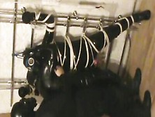 Gimp Is Tied Up And Tortured In Bdsm Sex Dungeon