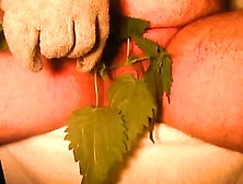 Cbt Extreme Torture With Nettles And Hard Clamps