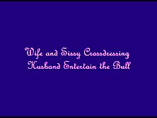 Wife Sissy Husband And Bull