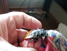 Cockroaches 1 And 2 Loving Him Crawling On My Cock