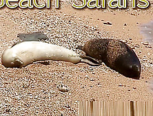 Rafian's Beach Safaris 22