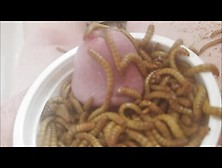 Fab Mealworms On My Cock